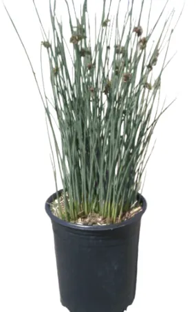 Chondropetalum Elephantinum Cape Rush 1 Gallon Blue Grass Purple Tips Large Live Plant Ht7