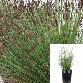 Chondropetalum Tectorum 1Gallon Cape Blue Grass Purple Tips Thatching Reed Dwarf Rush Plant Ho7