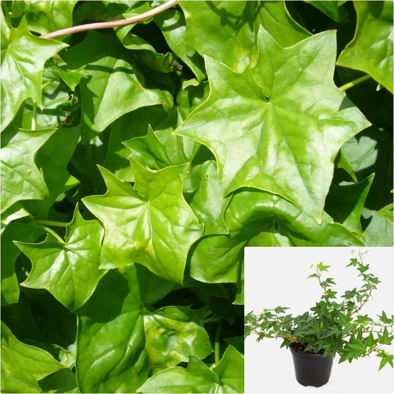 Delairea odorata 1 Gallon Plant German ivy Plant Cape Ivy Plant Live Plant Ht7